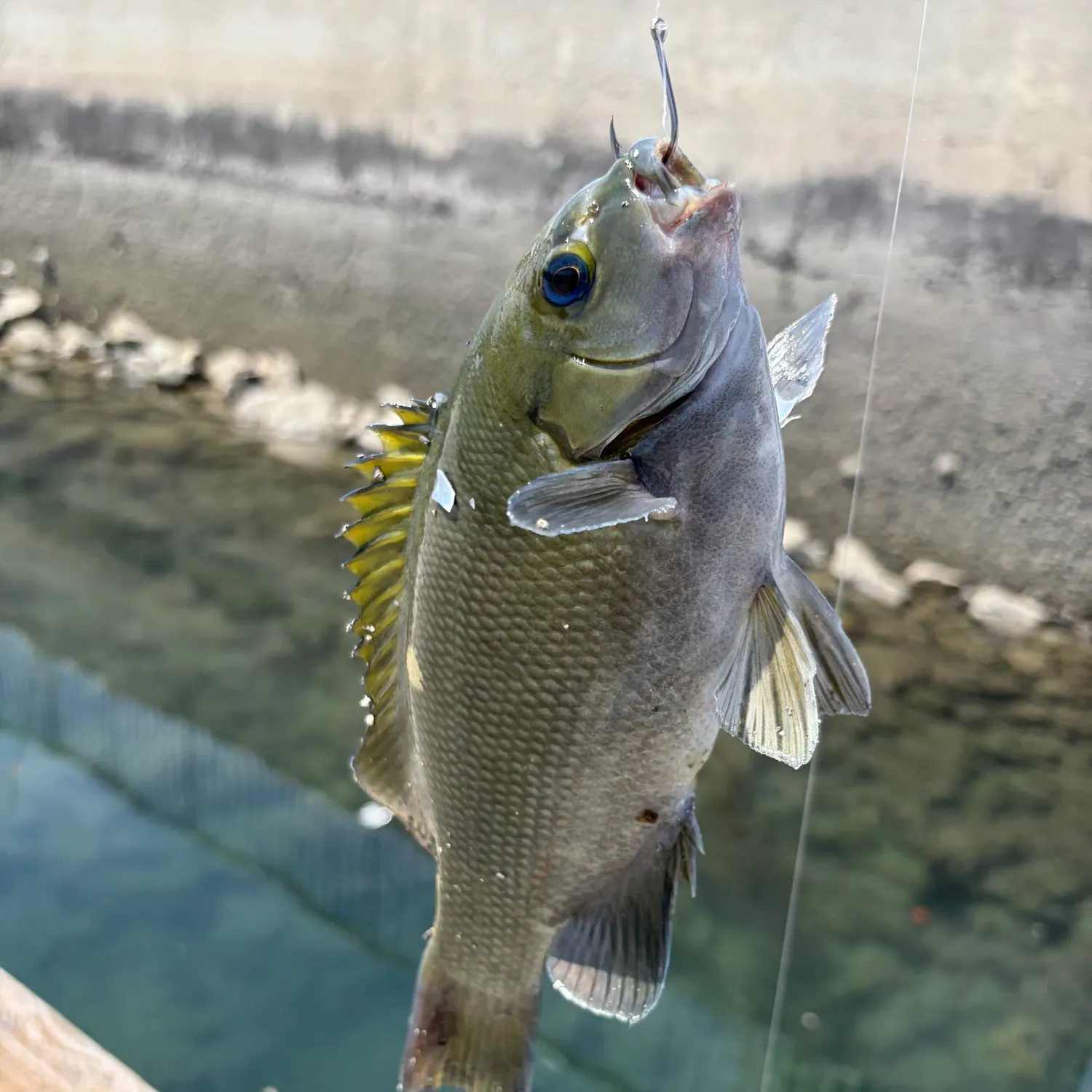 The most recent Opaleye catches on Fishbrain