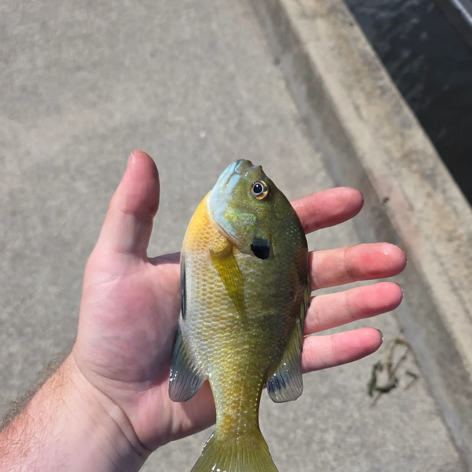 Bluegill caught on Fishbrain