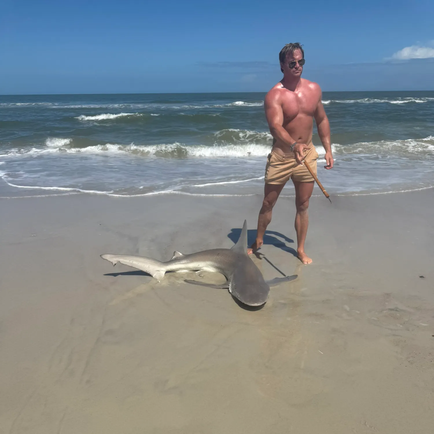 The most recent Sandbar shark catches on Fishbrain