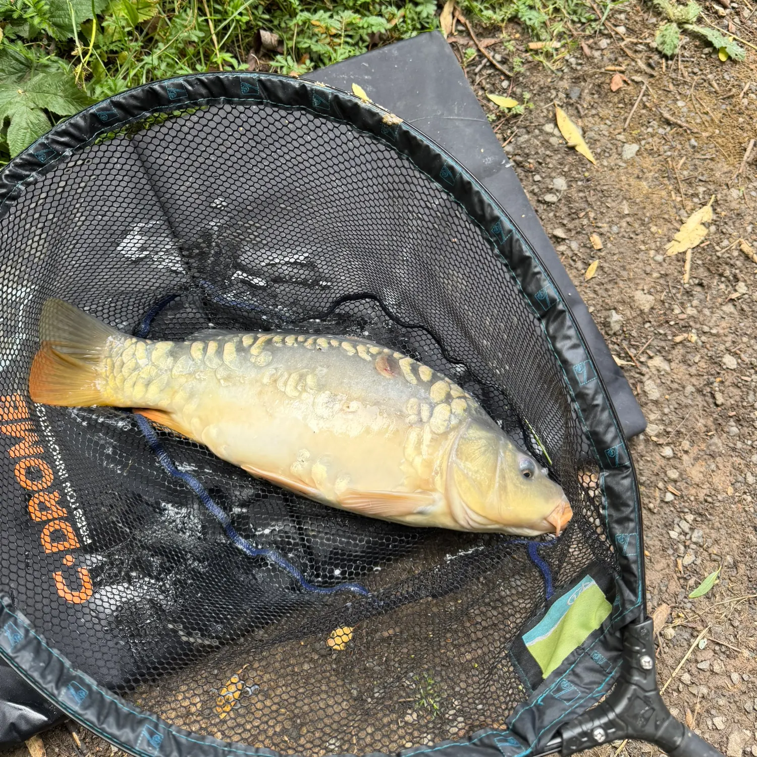Mirror carp caught on Fishbrain