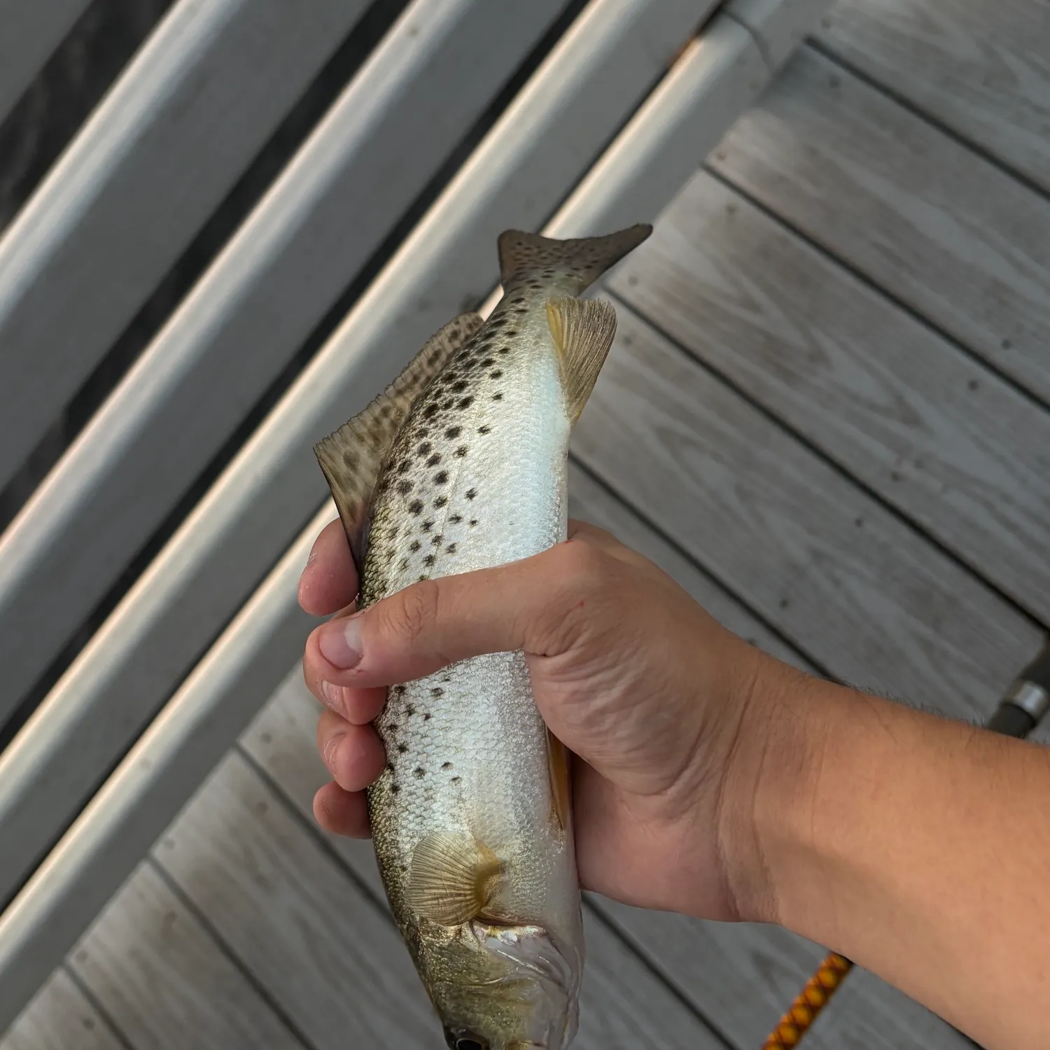 The most recent Spotted seatrout catches on Fishbrain
