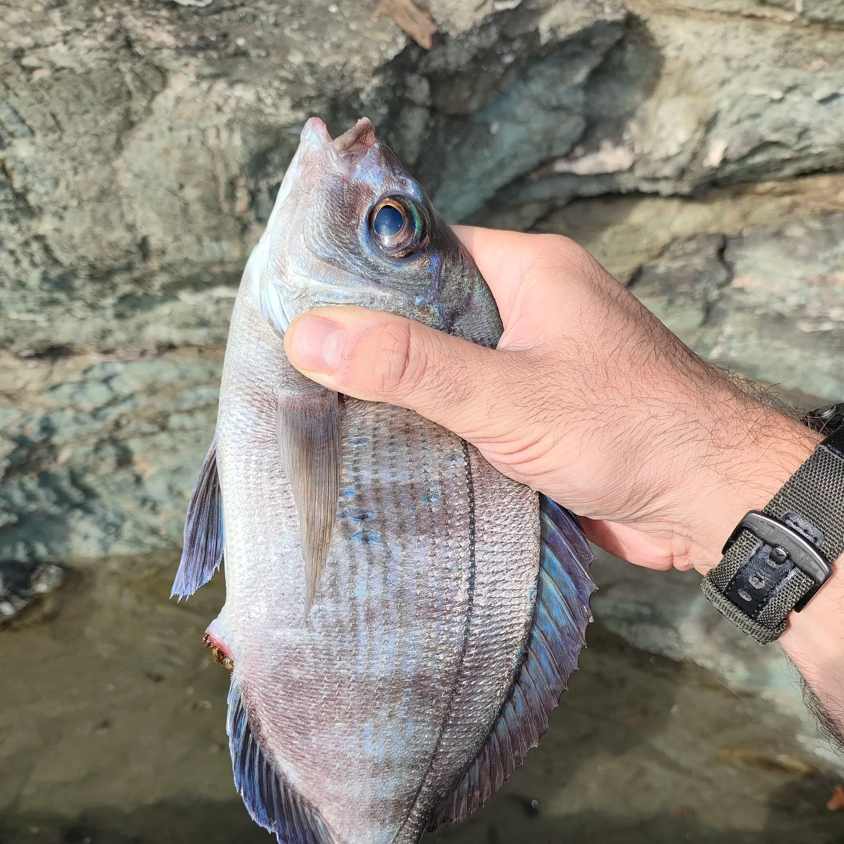 The most recent White seabream catches on Fishbrain