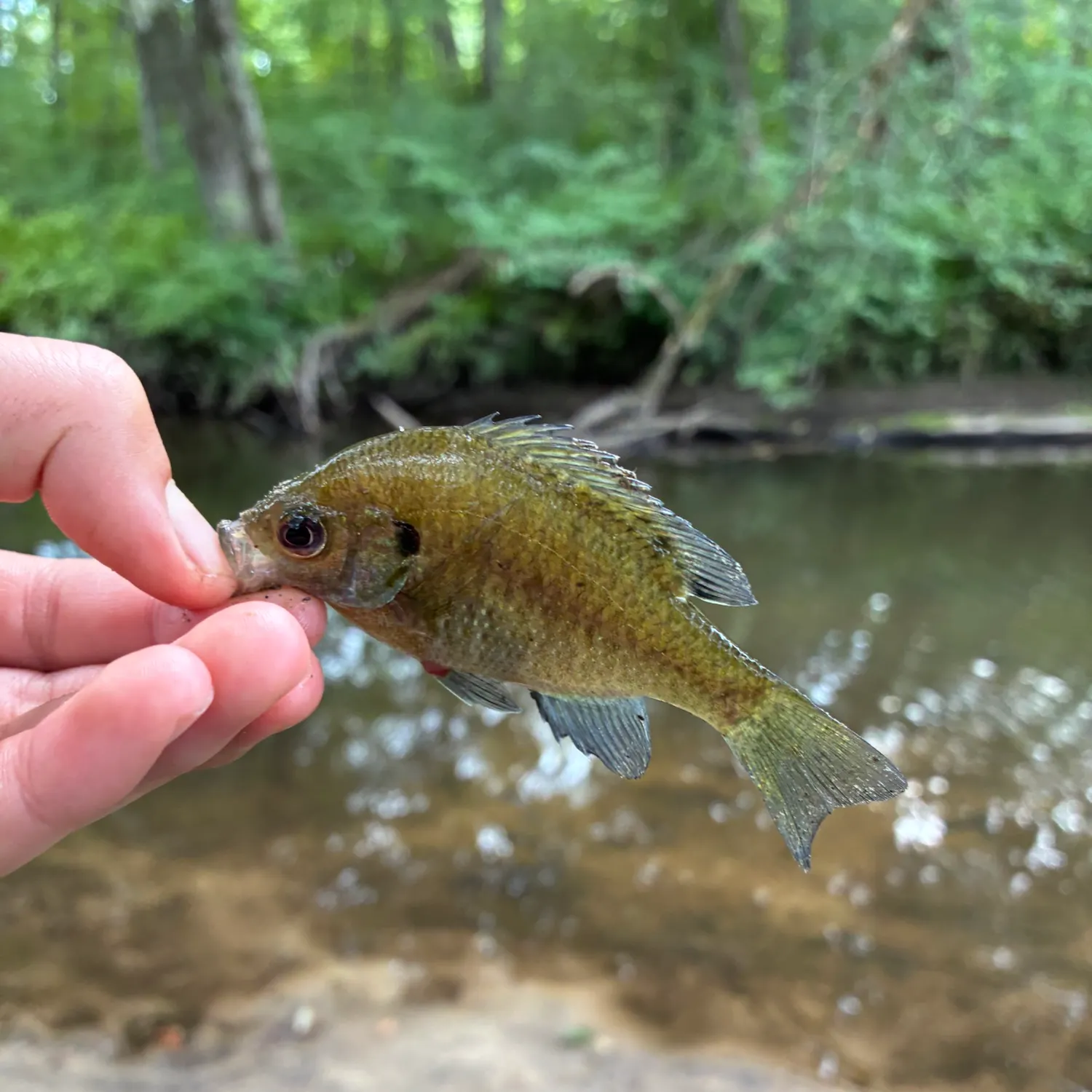 Bluegill caught on Fishbrain