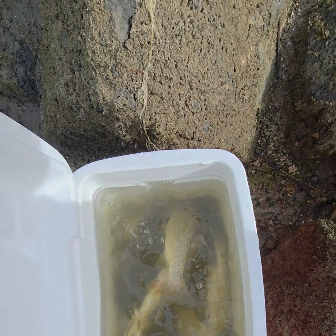Brown trout caught on Fishbrain