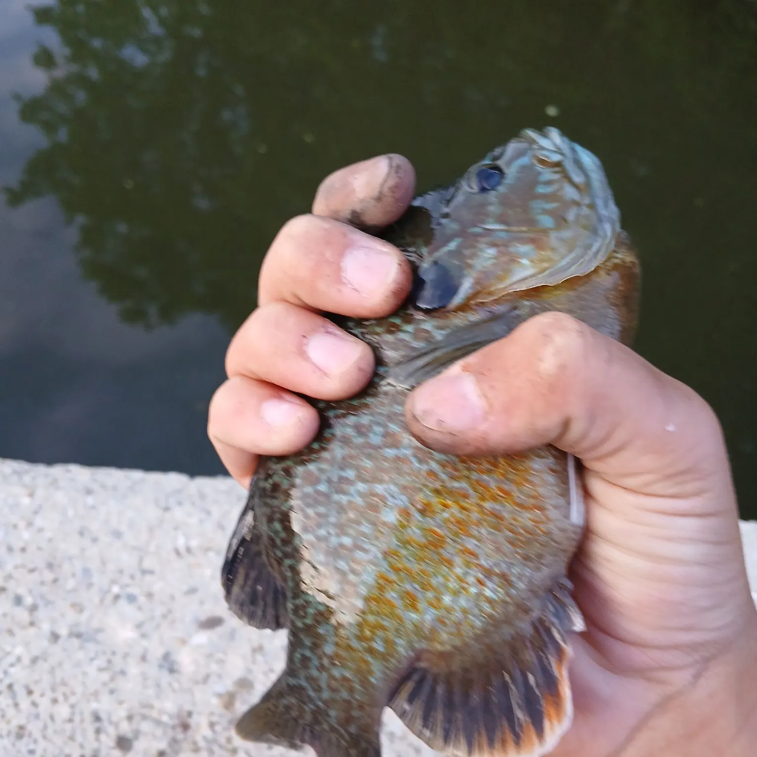 The most recent Greengill hybrid catches on Fishbrain