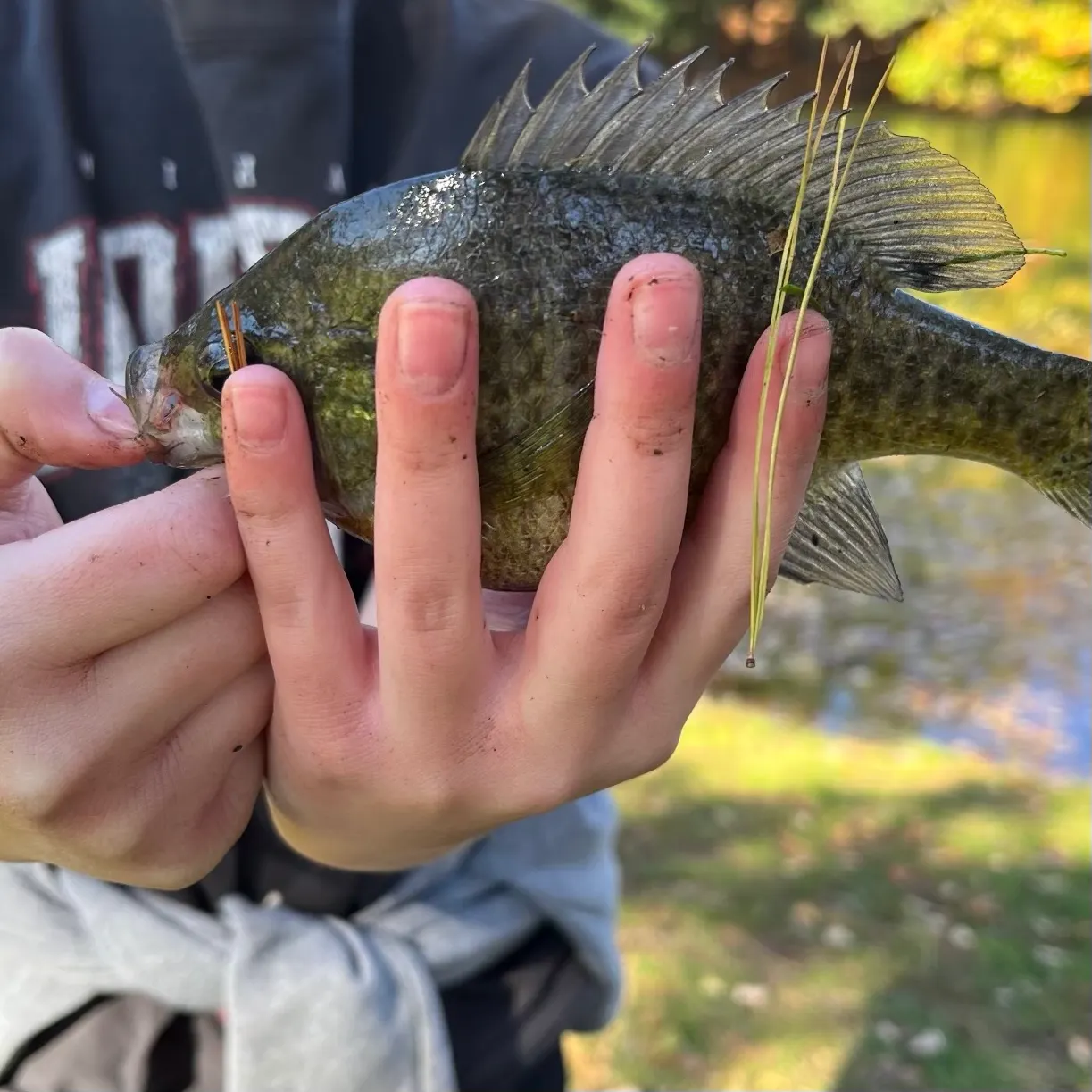 Bluegill caught on Fishbrain