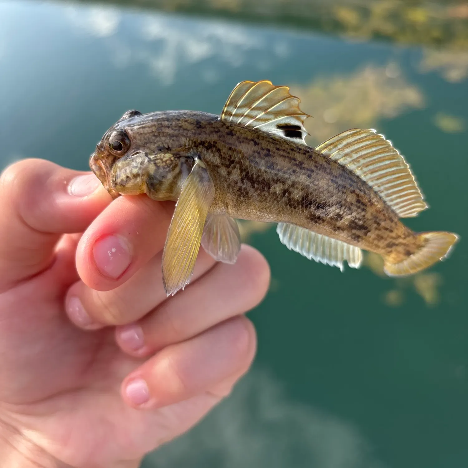 Round goby caught on Fishbrain