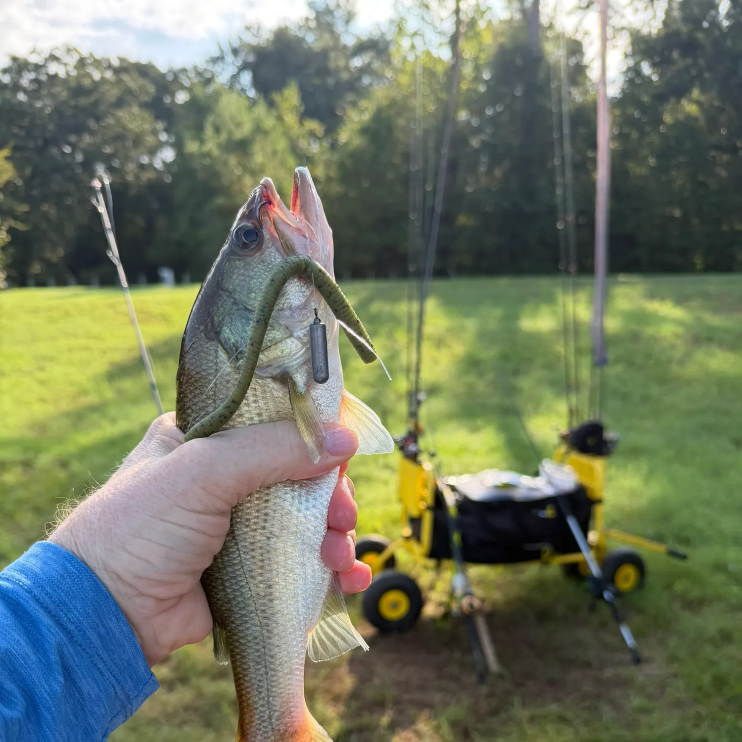 Largemouth bass caught on Fishbrain