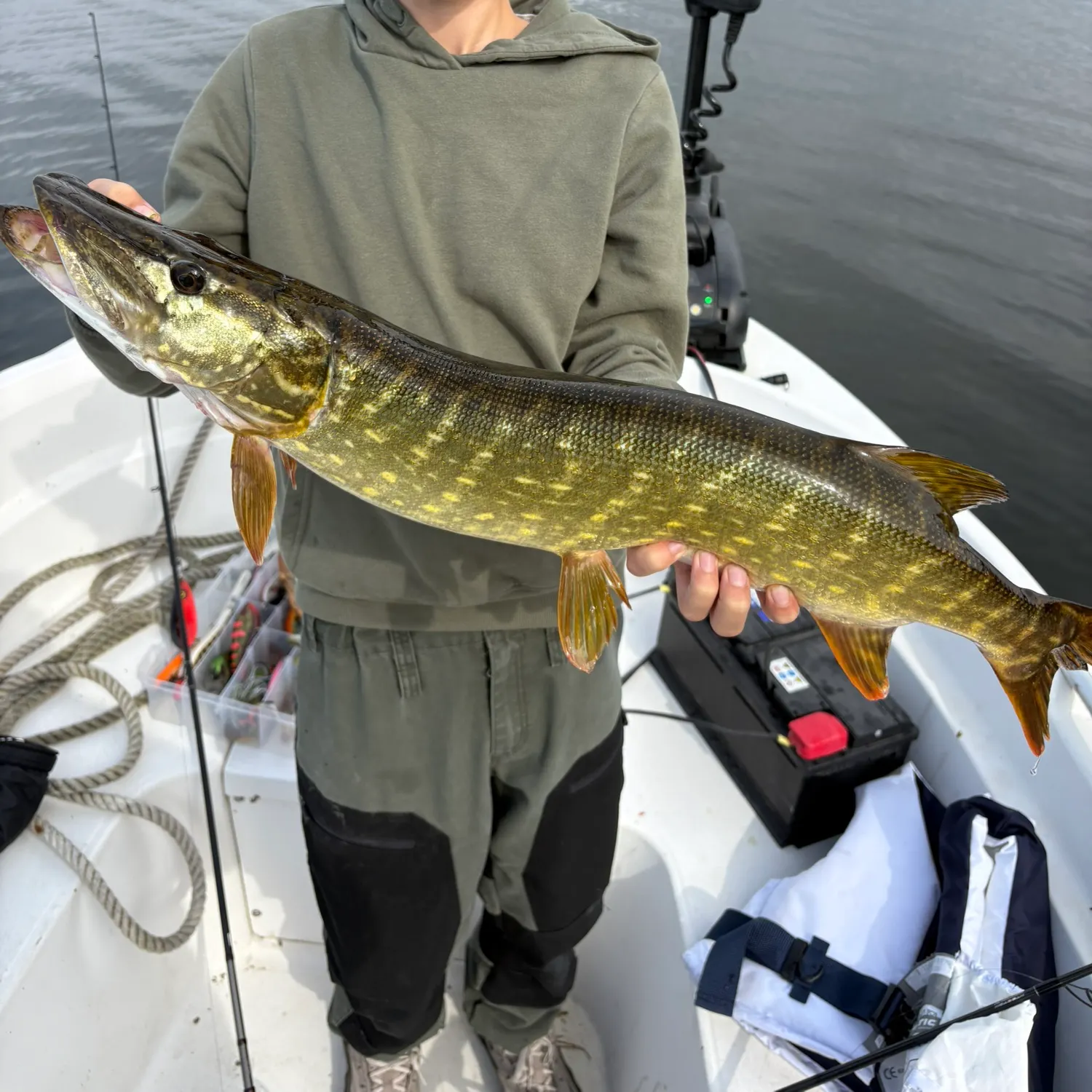 Northern pike caught on Fishbrain