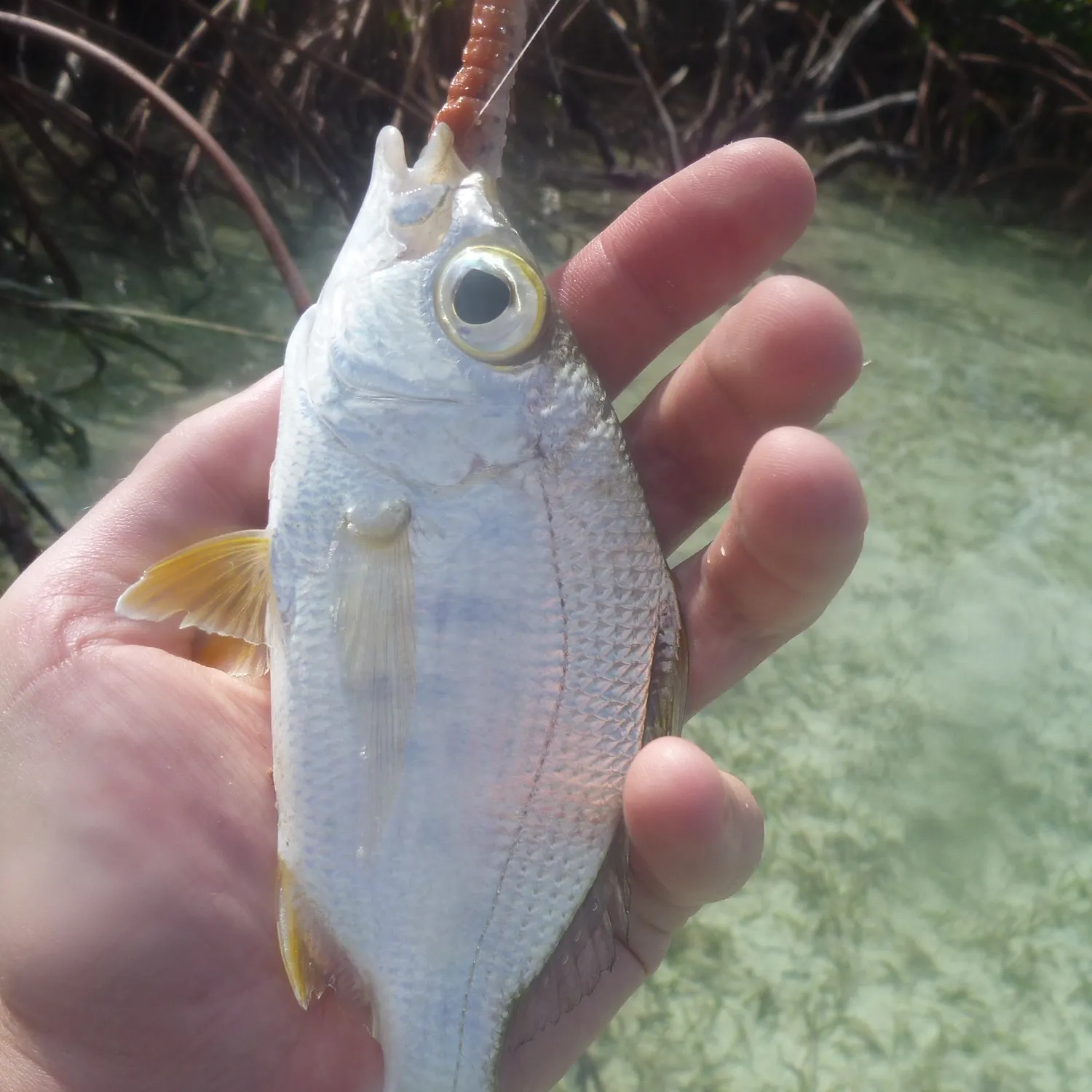 The most recent Yellowfin mojarra catches on Fishbrain