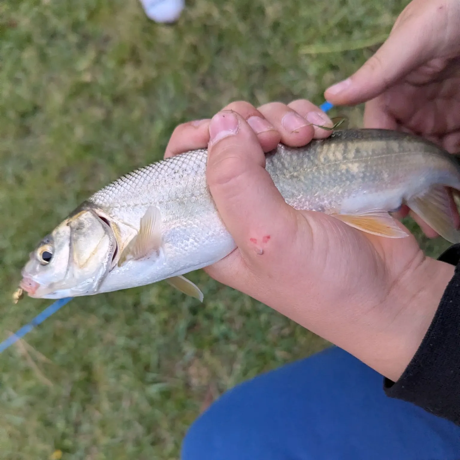 The most recent Mountain whitefish catches on Fishbrain