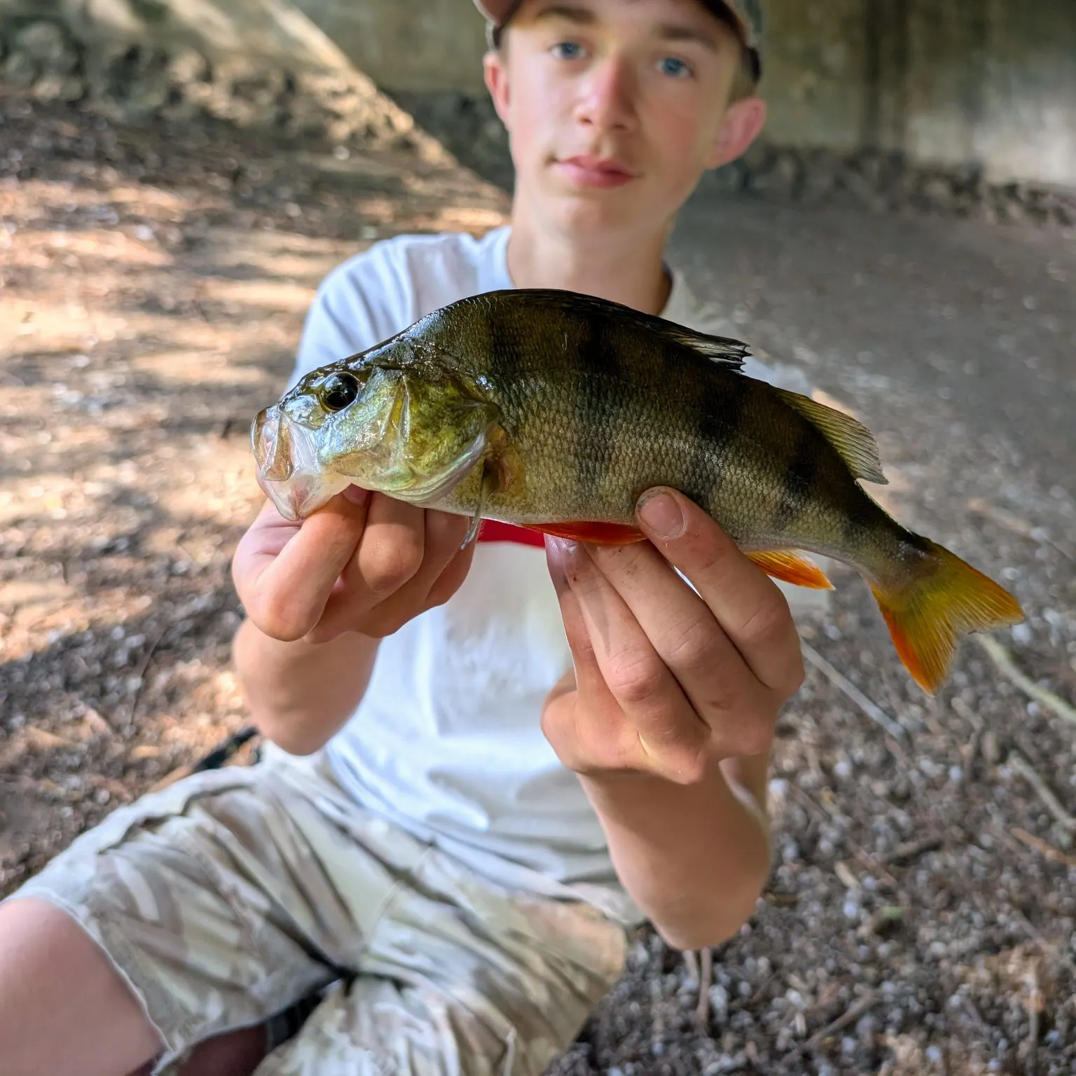 European perch caught on Fishbrain