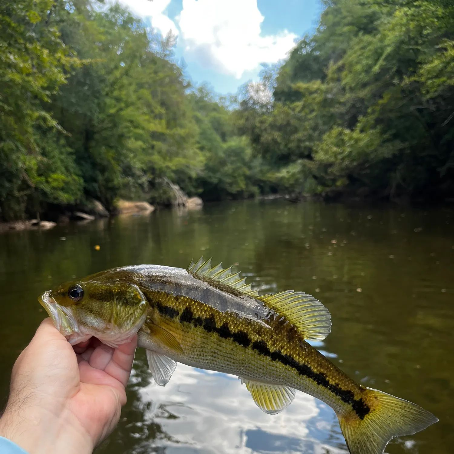 Spotted bass caught on Fishbrain