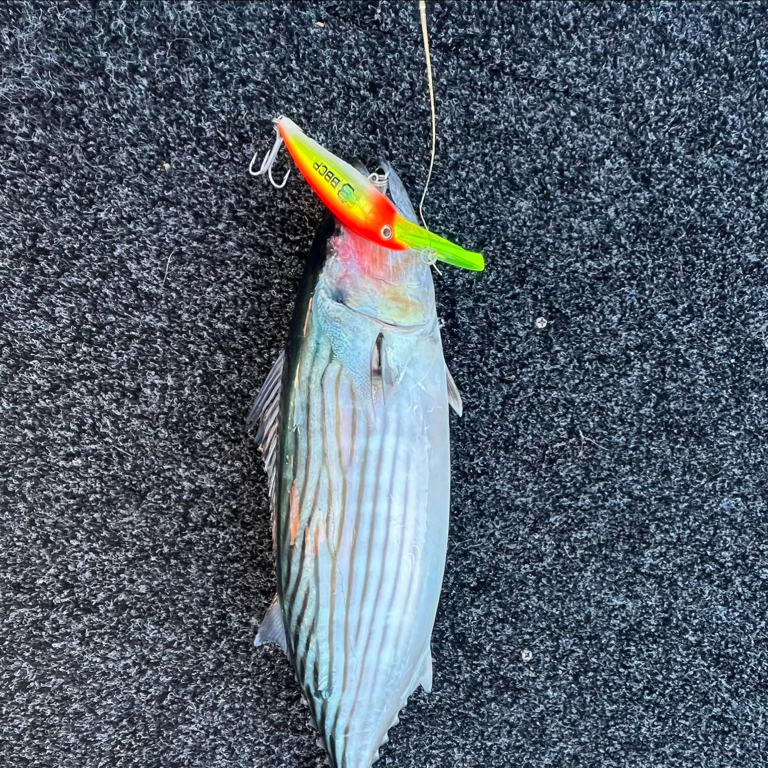 Australian bonito caught on Fishbrain