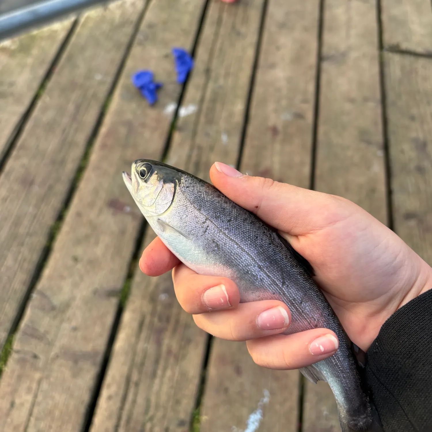 Coho salmon caught on Fishbrain