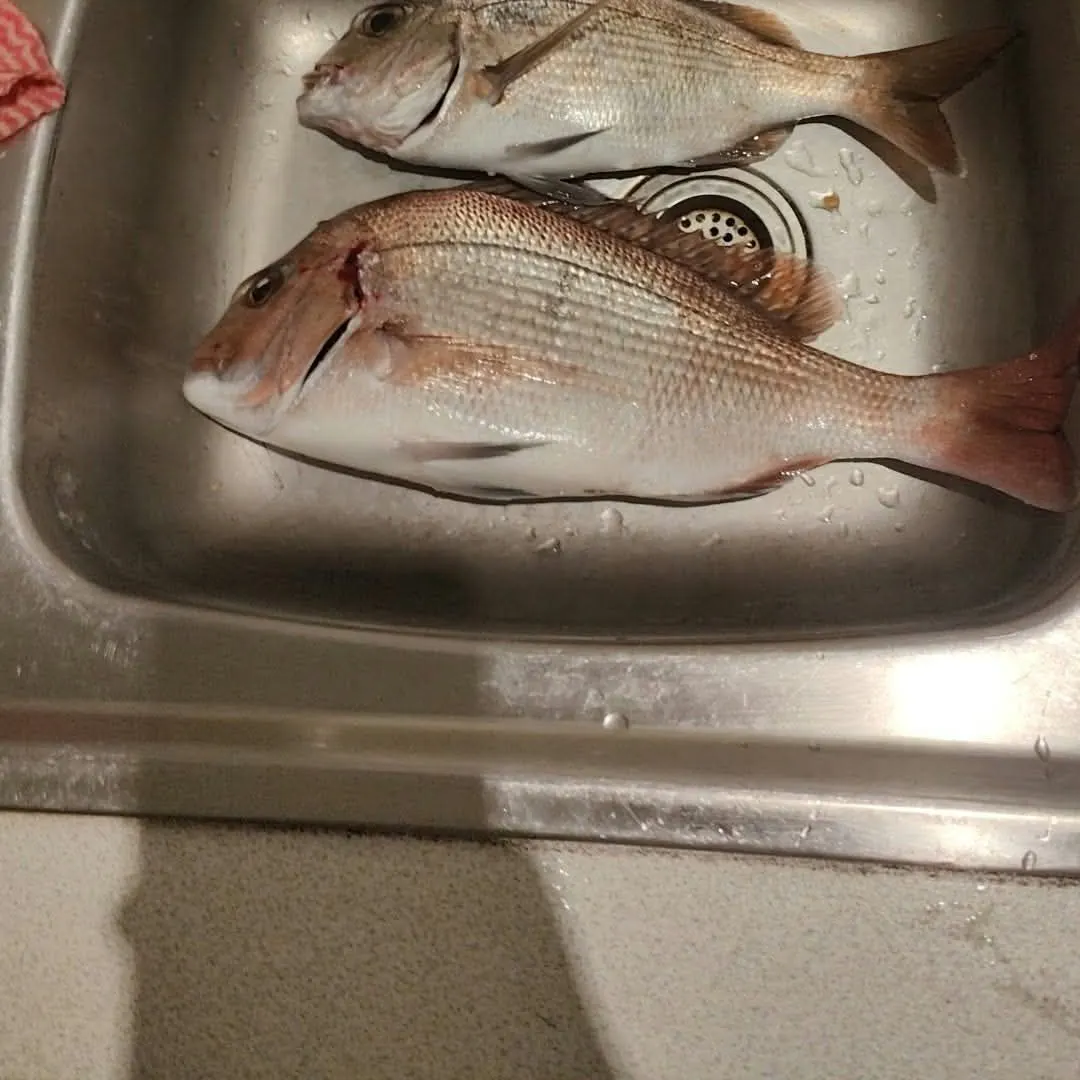 Australasian snapper caught on Fishbrain