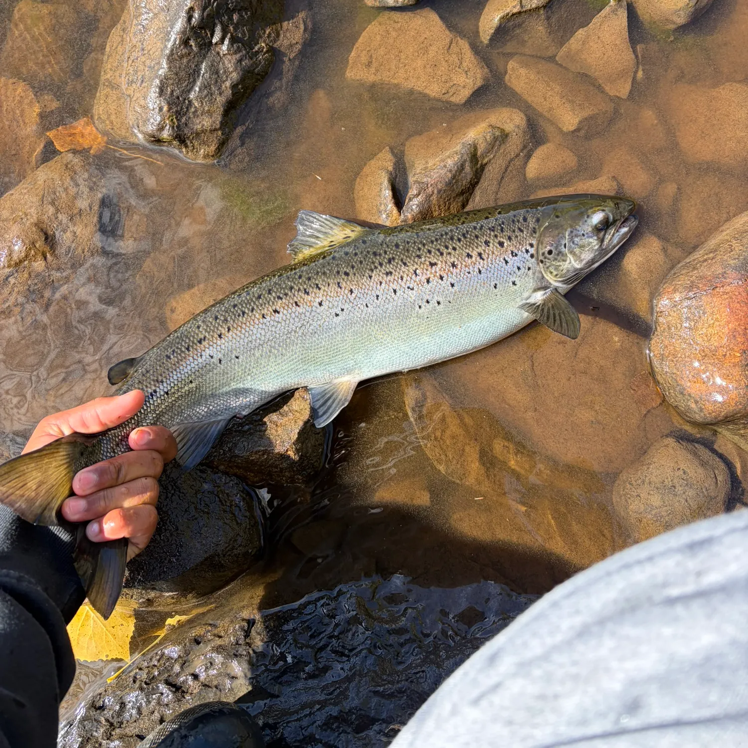 Fish caught on Fishbrain