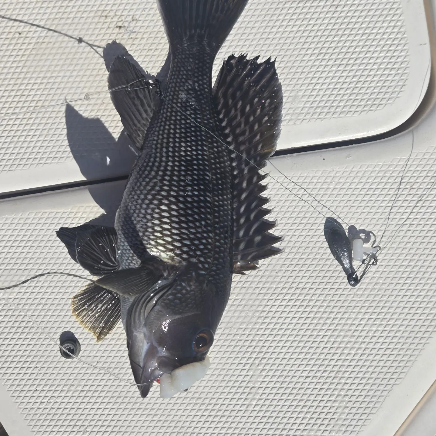 Black sea bass caught on Fishbrain