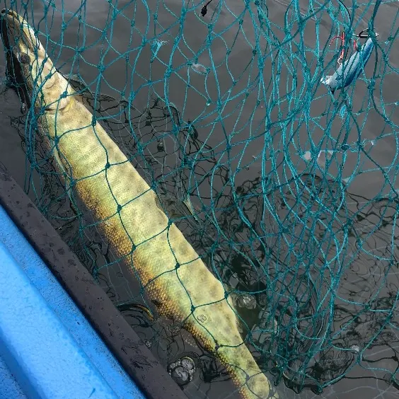 Muskie caught on Fishbrain