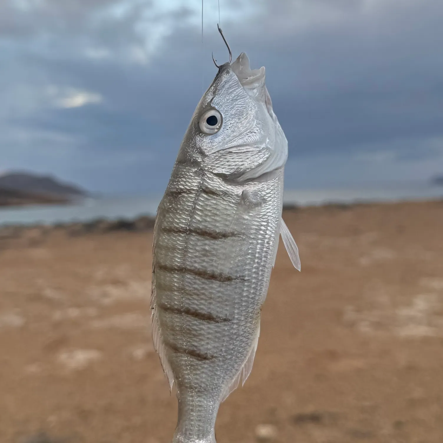 The most recent Striped seabream catches on Fishbrain