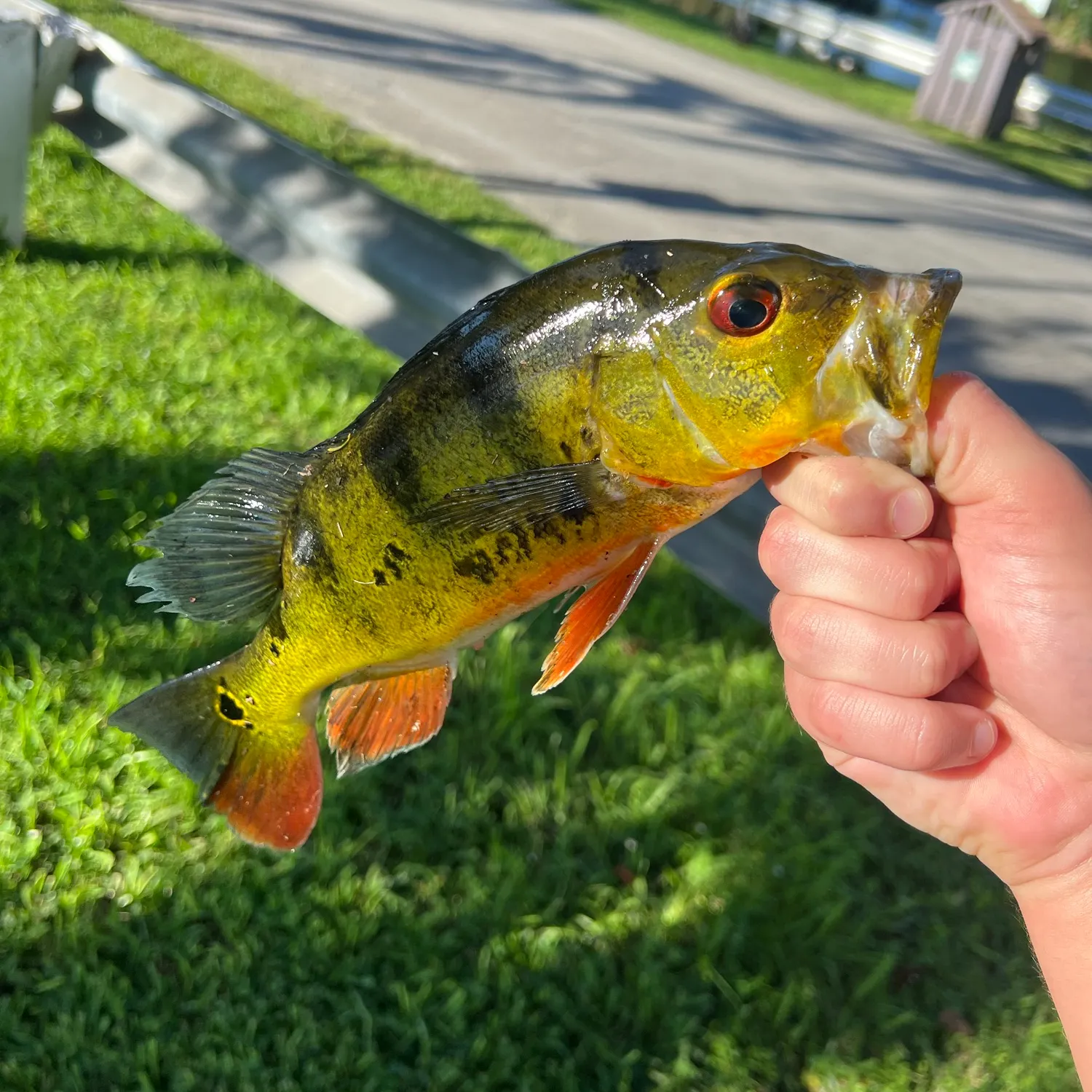 Butterfly peacock bass caught on Fishbrain