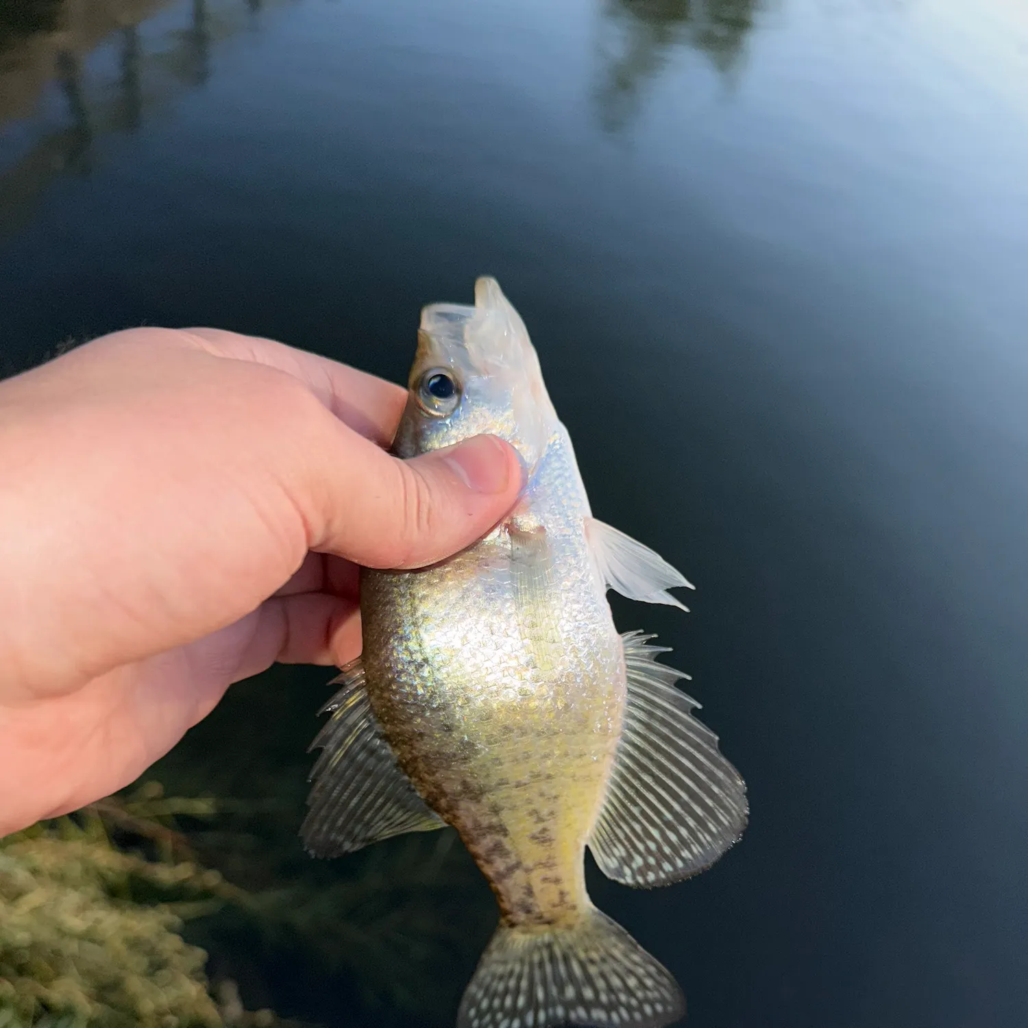 White crappie caught on Fishbrain