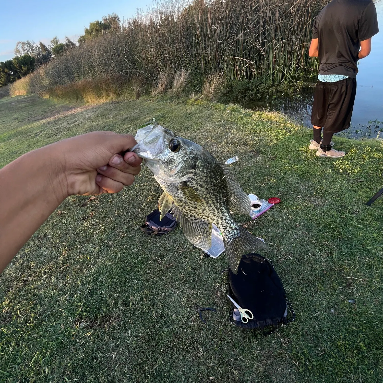 Fish caught on Fishbrain