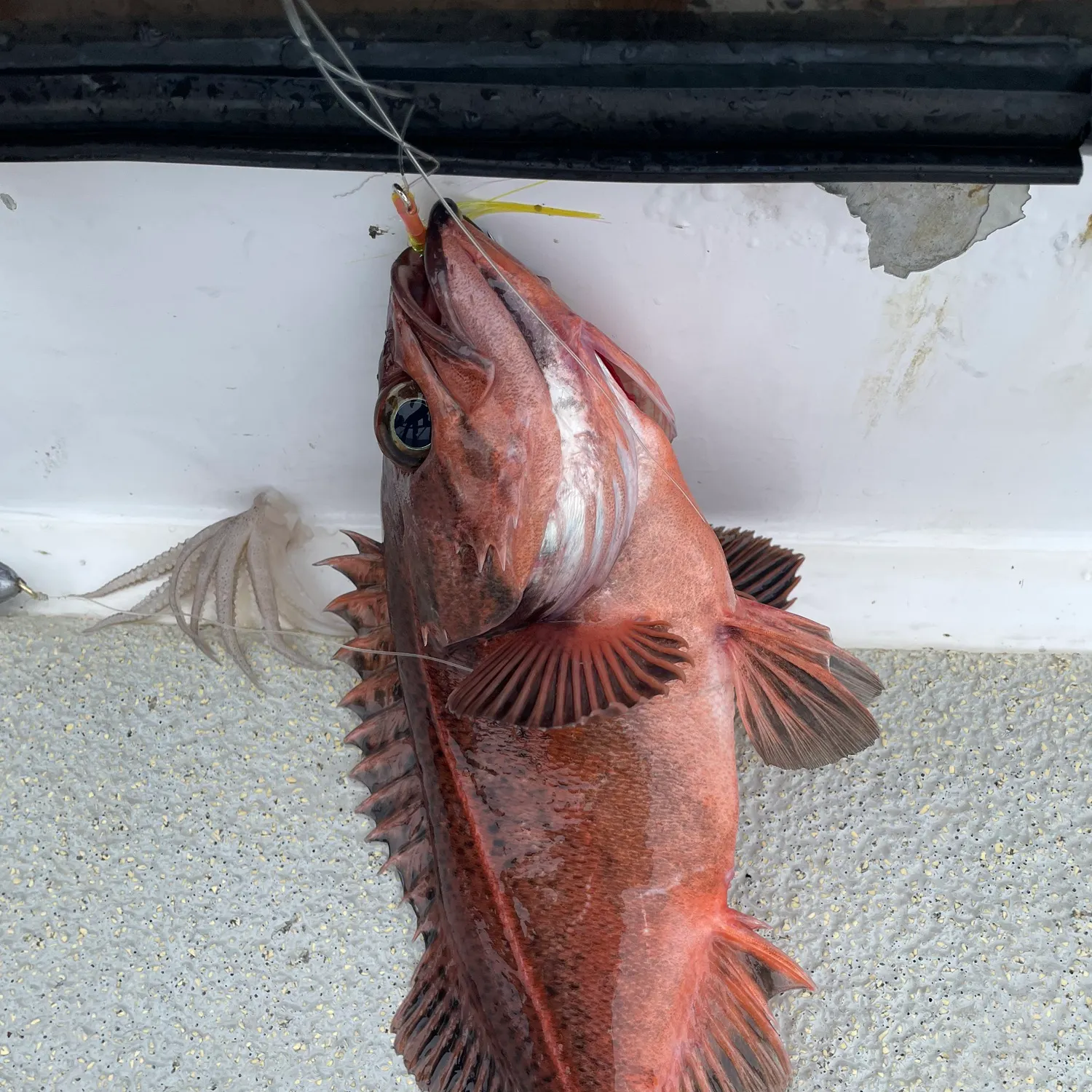 The most recent Mexican rockfish catches on Fishbrain