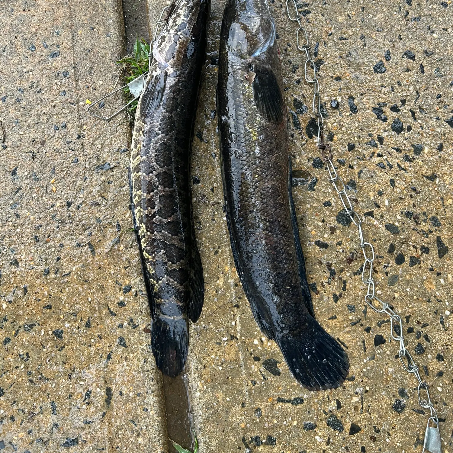 The most recent Northern snakehead catches on Fishbrain