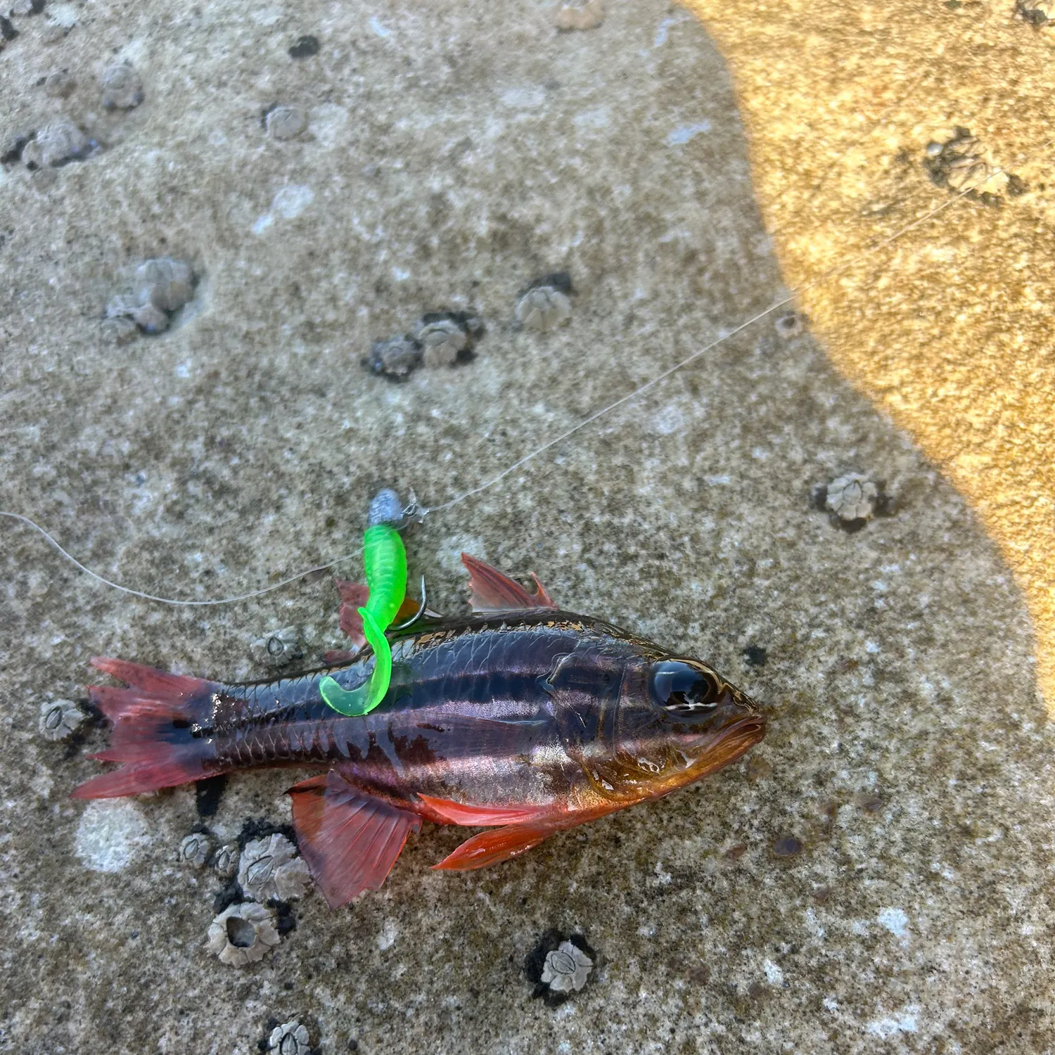 Sydney cardinalfish caught on Fishbrain