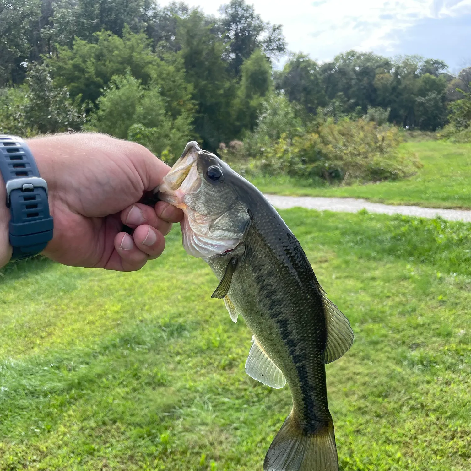Largemouth bass caught on Fishbrain
