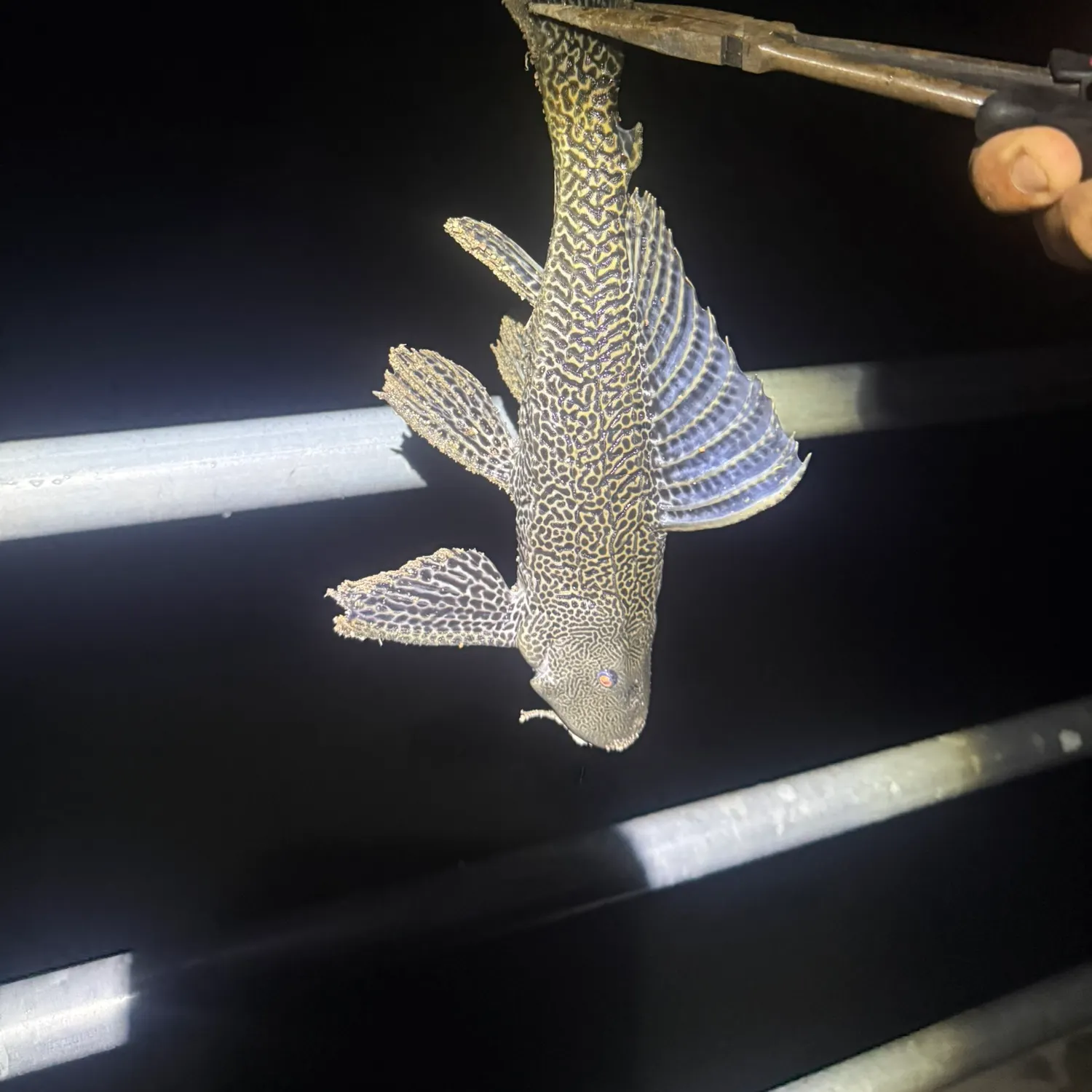 Suckermouth catfish caught on Fishbrain