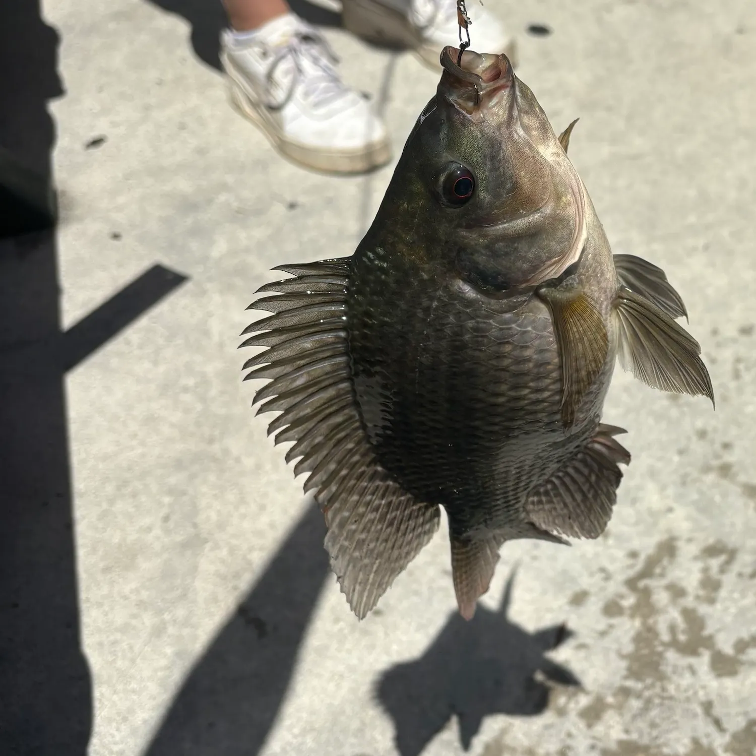 Nile tilapia caught on Fishbrain