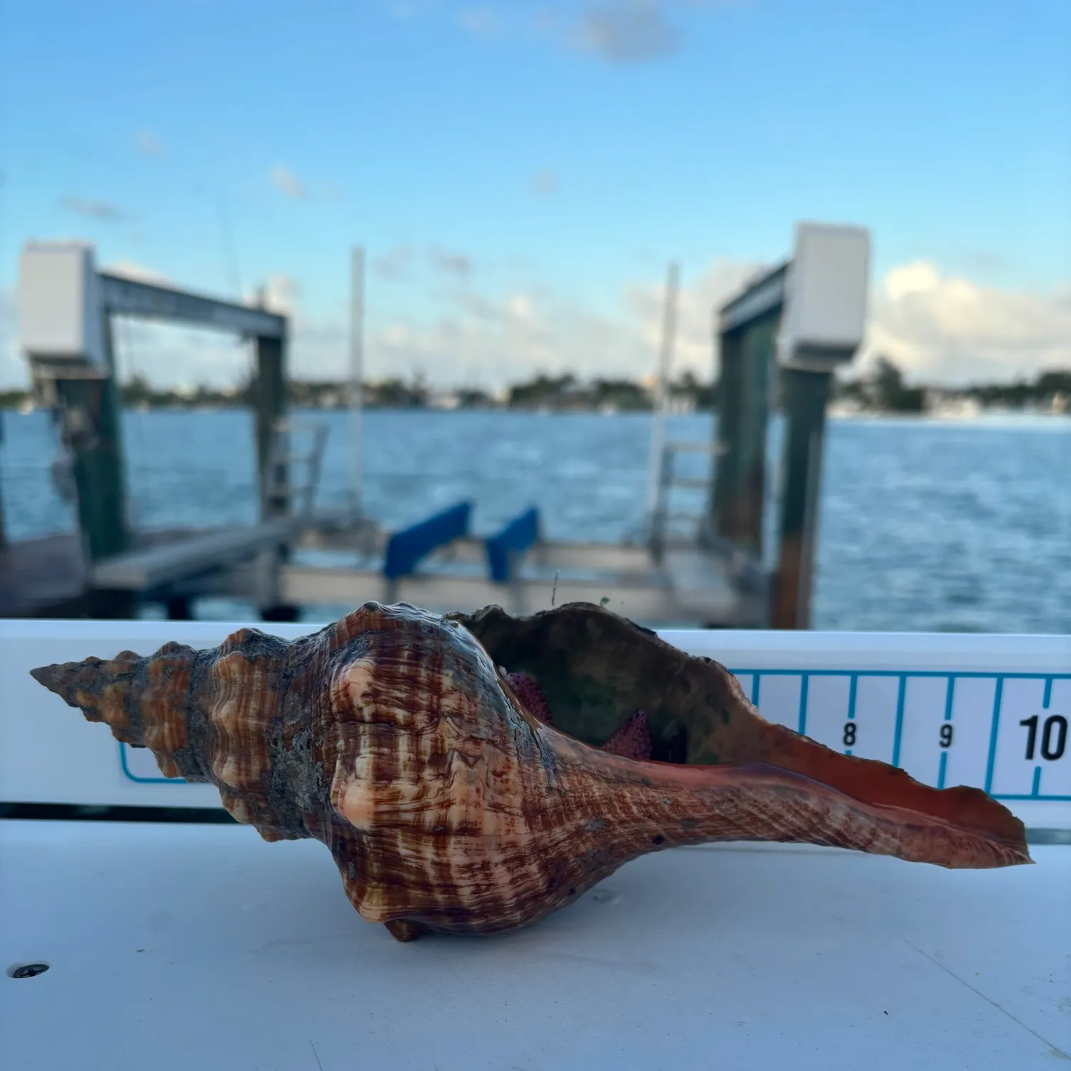 The most recent Florida stone crab catches on Fishbrain