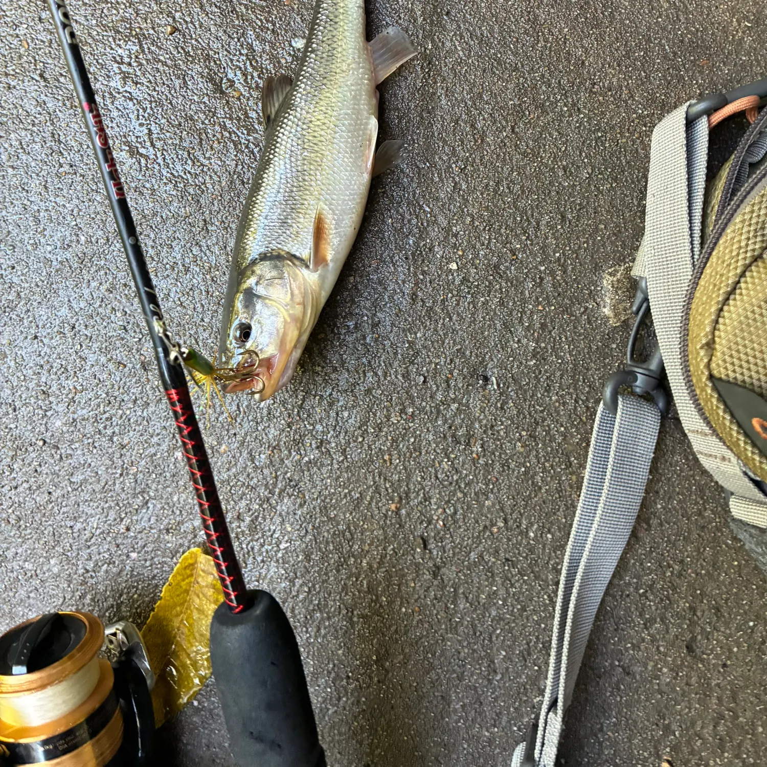 Creek chub caught on Fishbrain