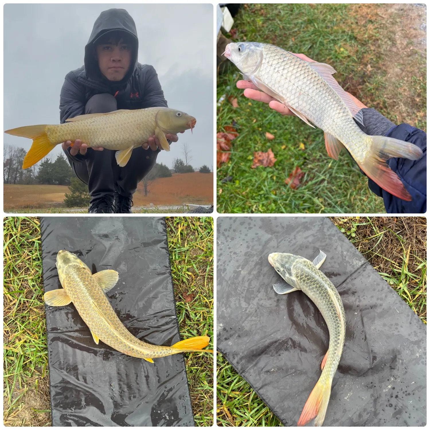 The most recent Ghost carp catches on Fishbrain