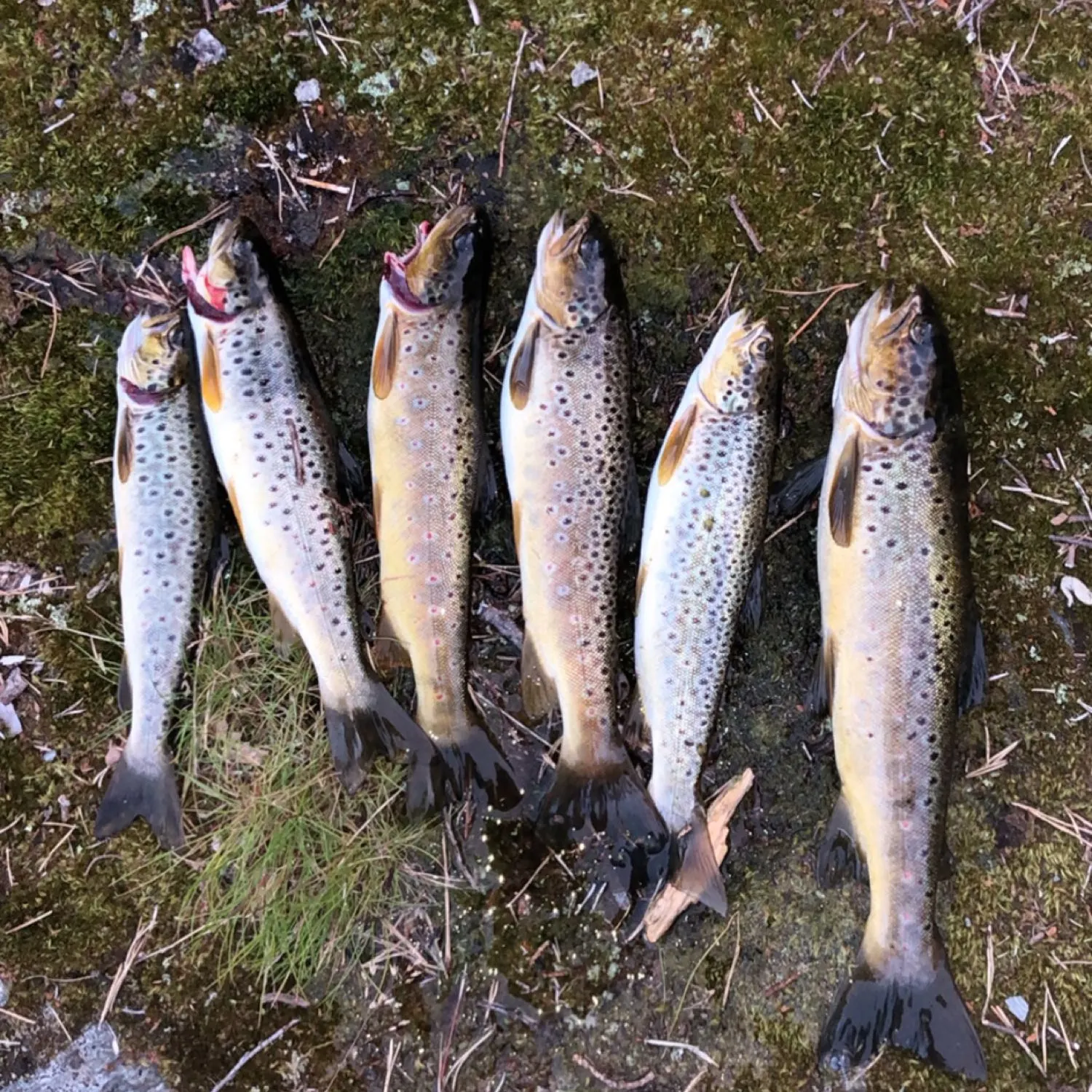 recently logged catches