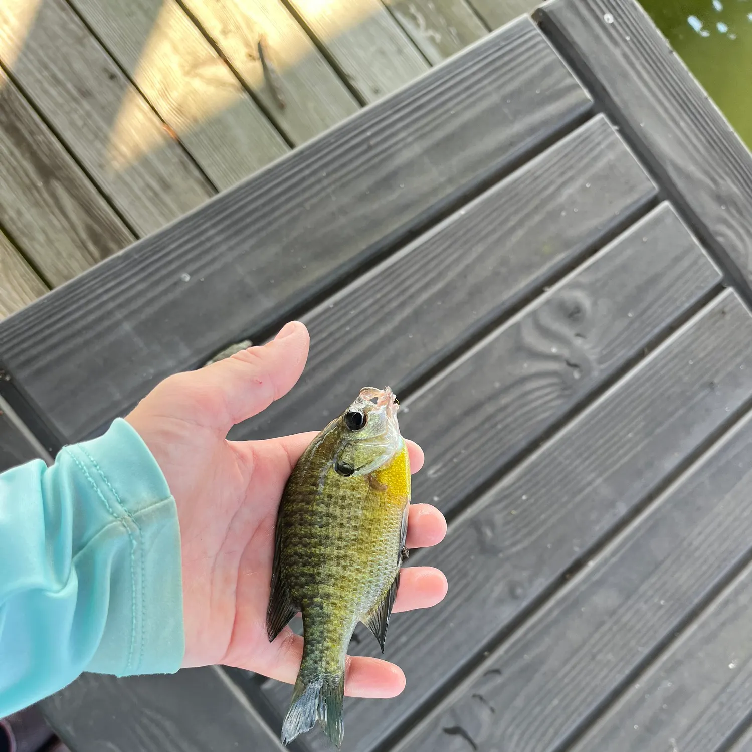 Bluegill caught on Fishbrain