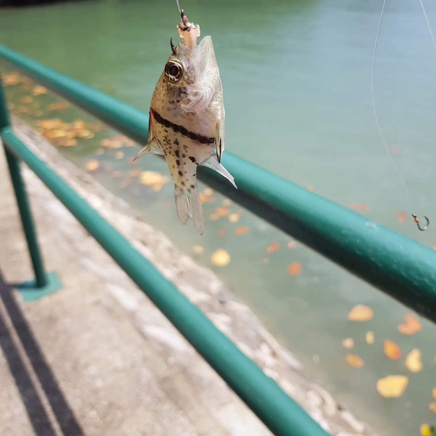 The most recent Orbiculate cardinalfish catches on Fishbrain