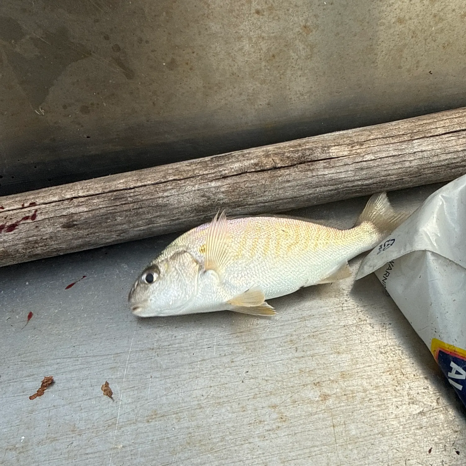 Spot croaker caught on Fishbrain