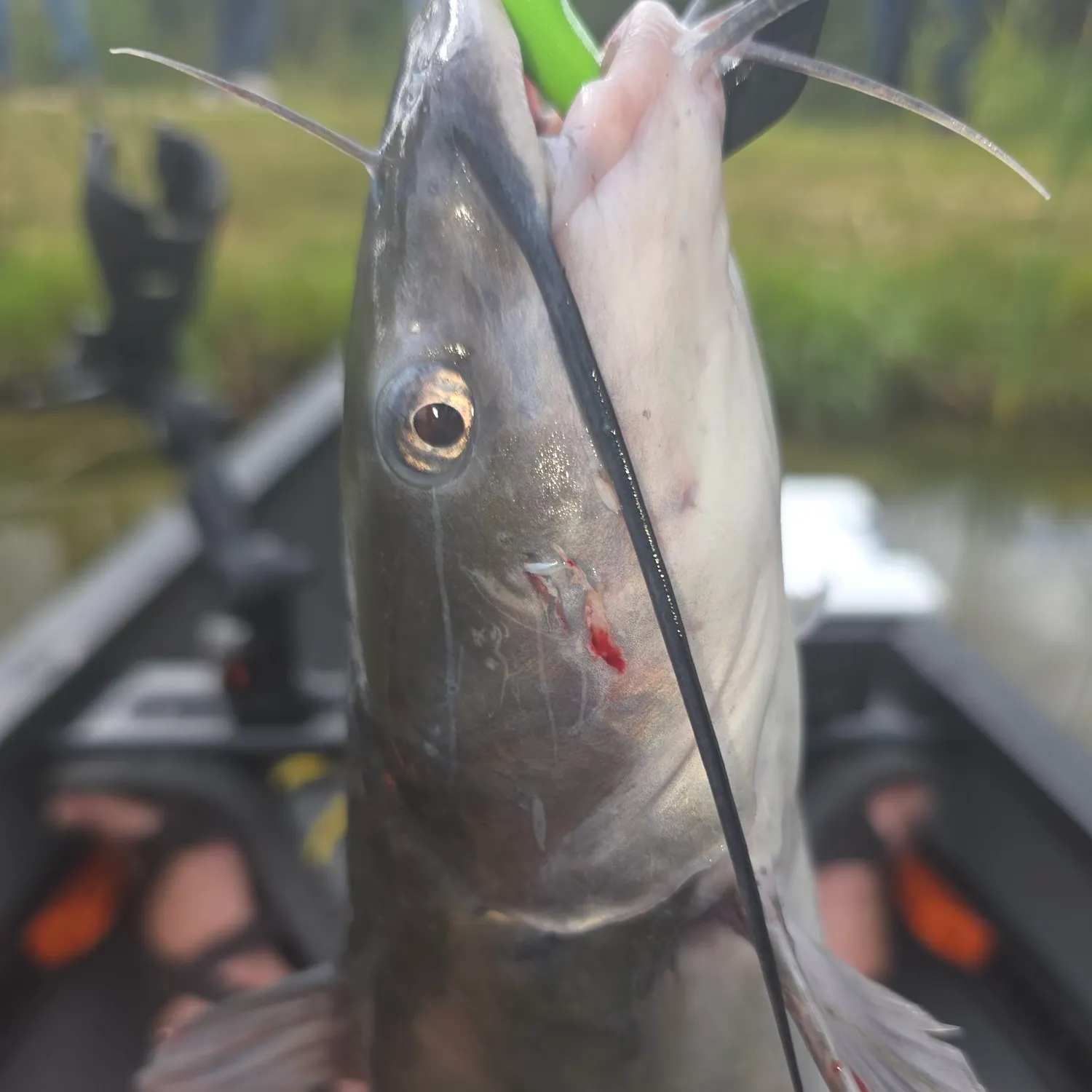 Channel catfish caught on Fishbrain