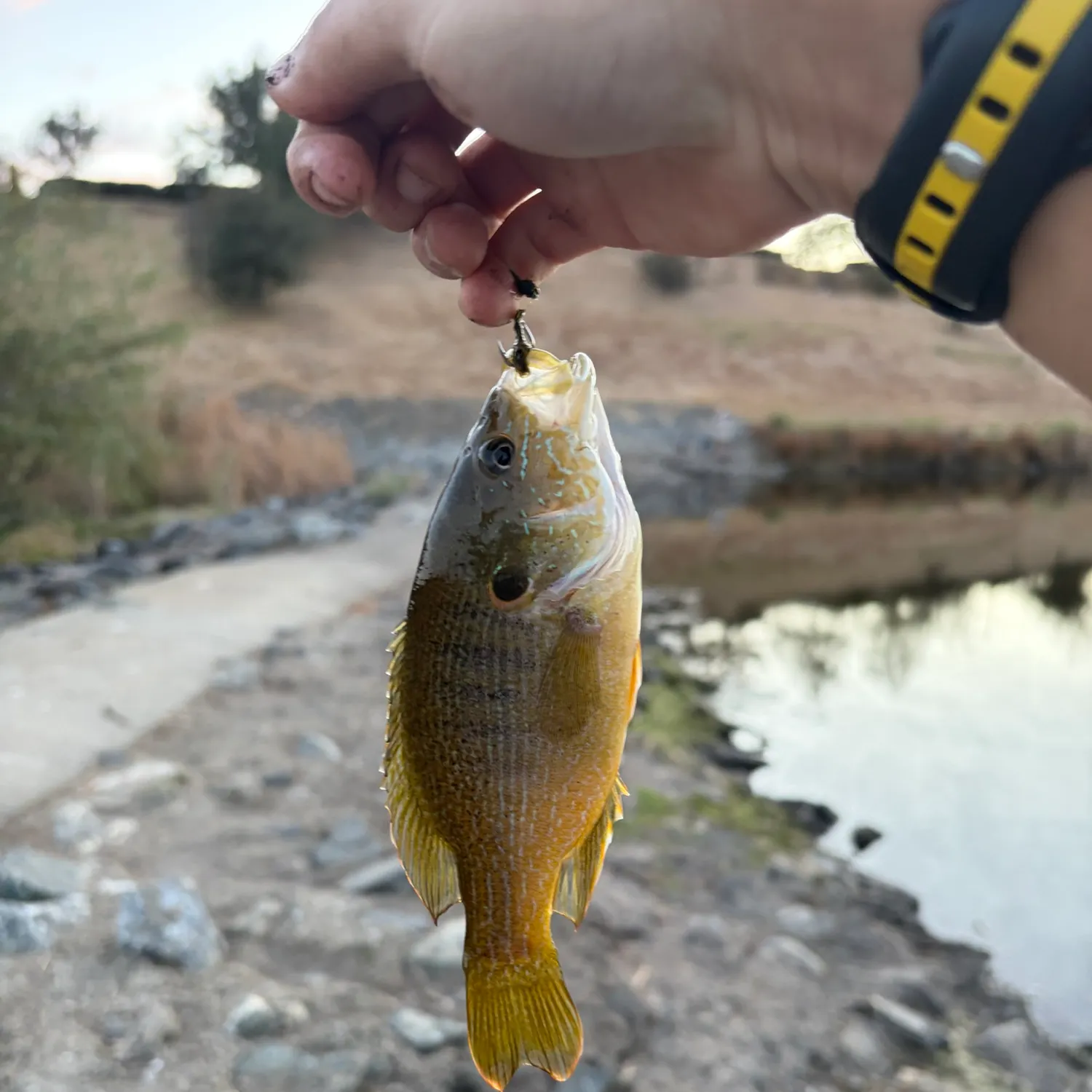 Green sunfish caught on Fishbrain