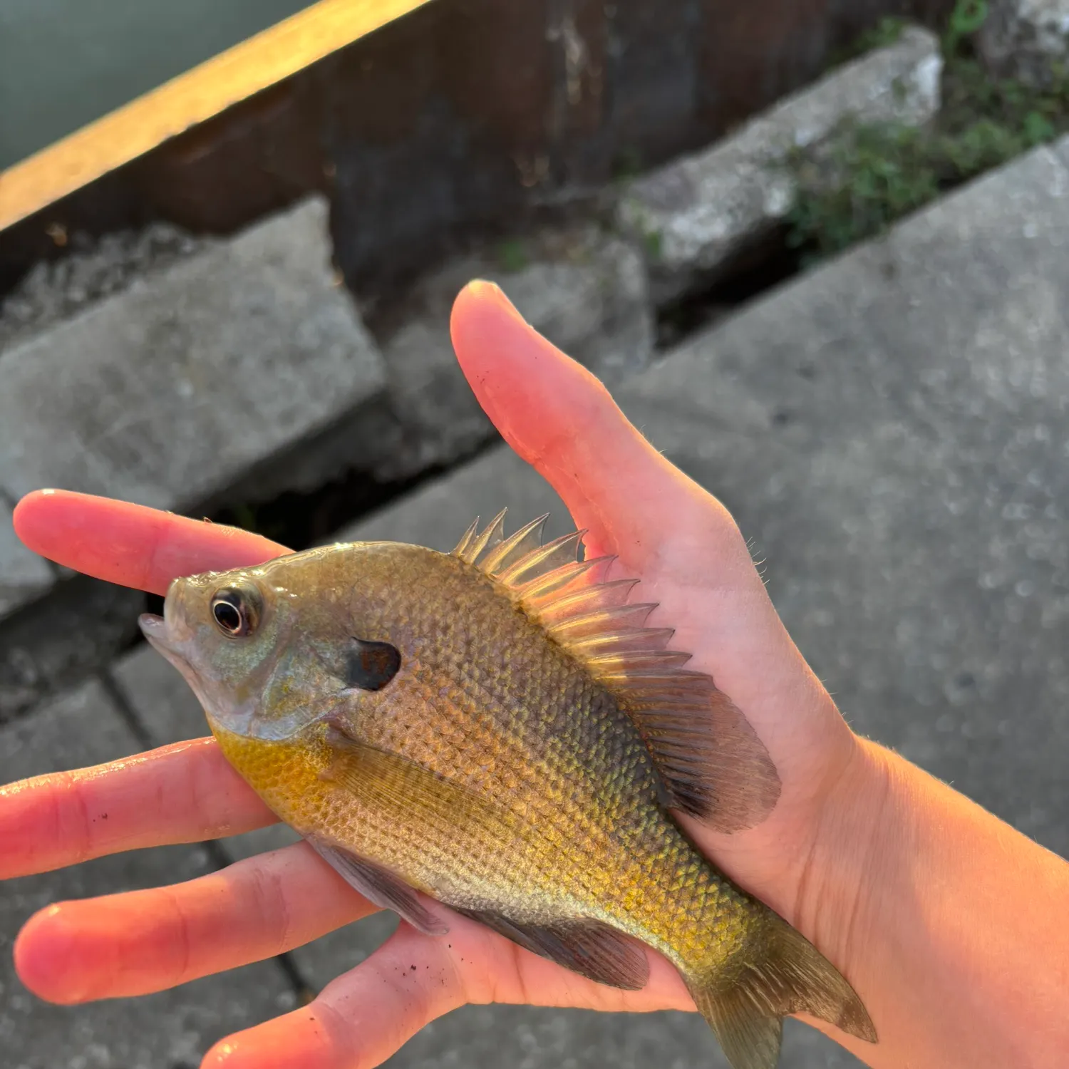 Bluegill caught on Fishbrain