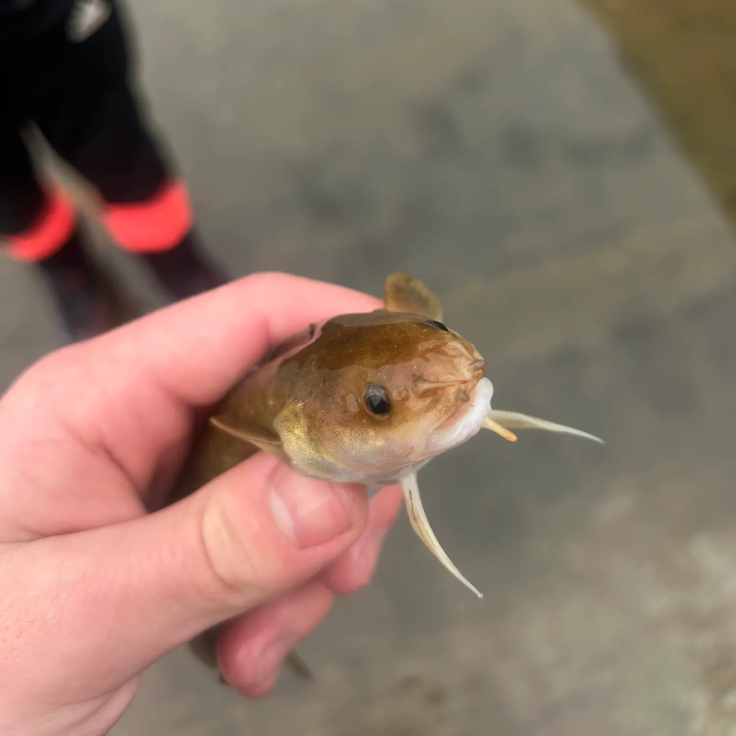 The most recent Three-bearded rockling catches on Fishbrain