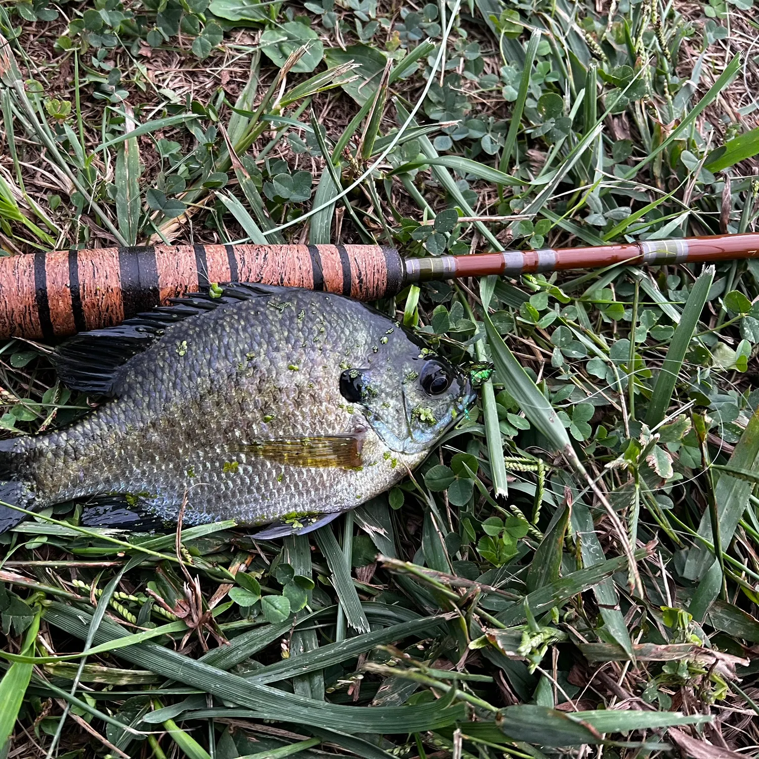 Bluegill caught on Fishbrain