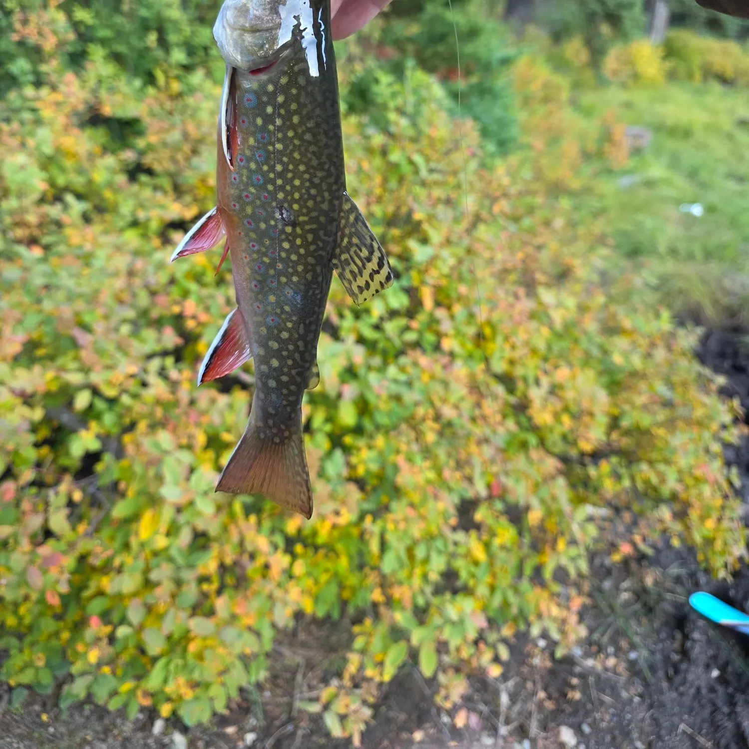 Brook trout caught on Fishbrain