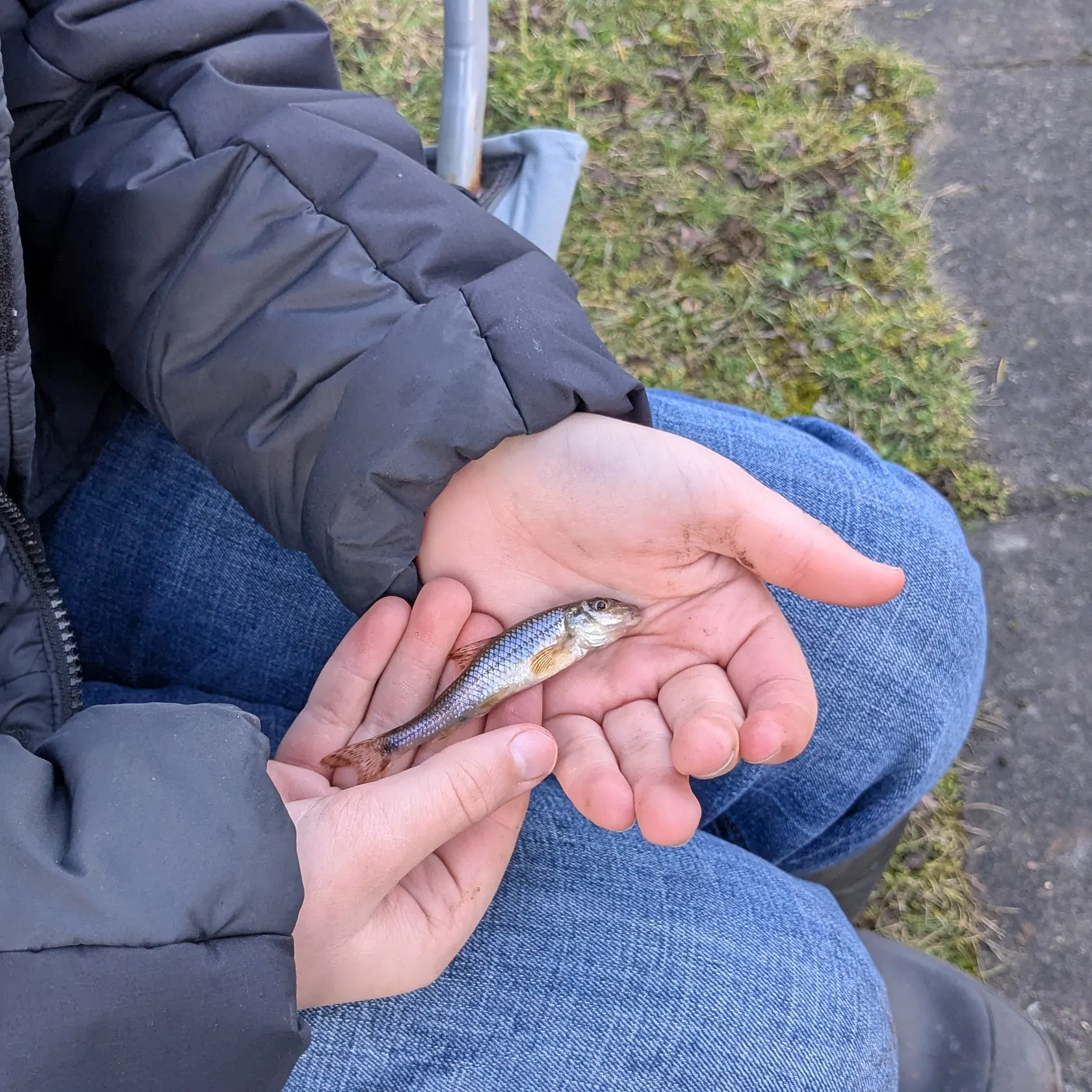 The most recent Gudgeon catches on Fishbrain