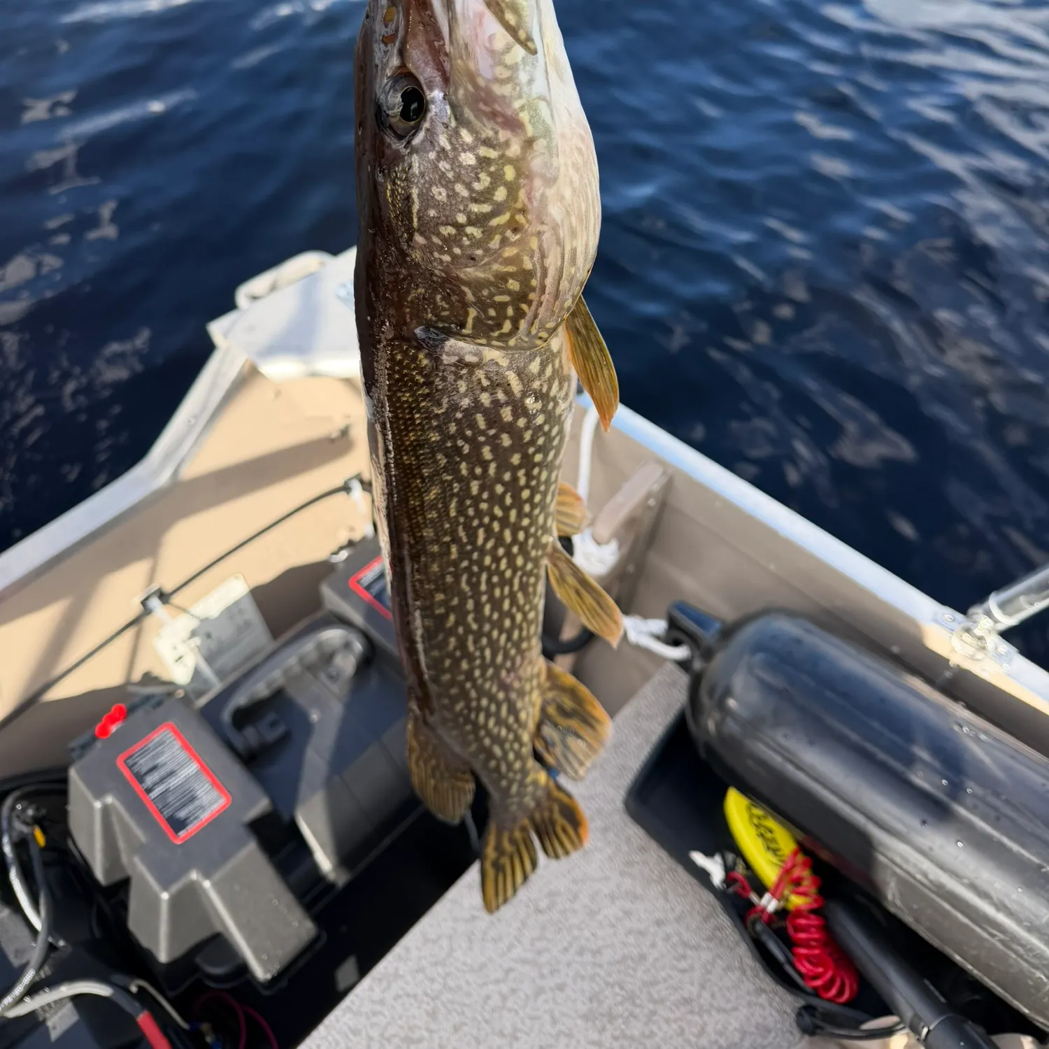 Northern pike caught on Fishbrain