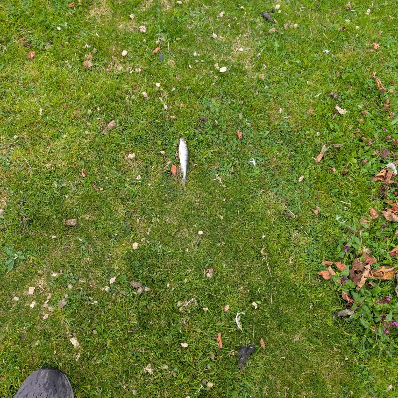 European perch caught on Fishbrain