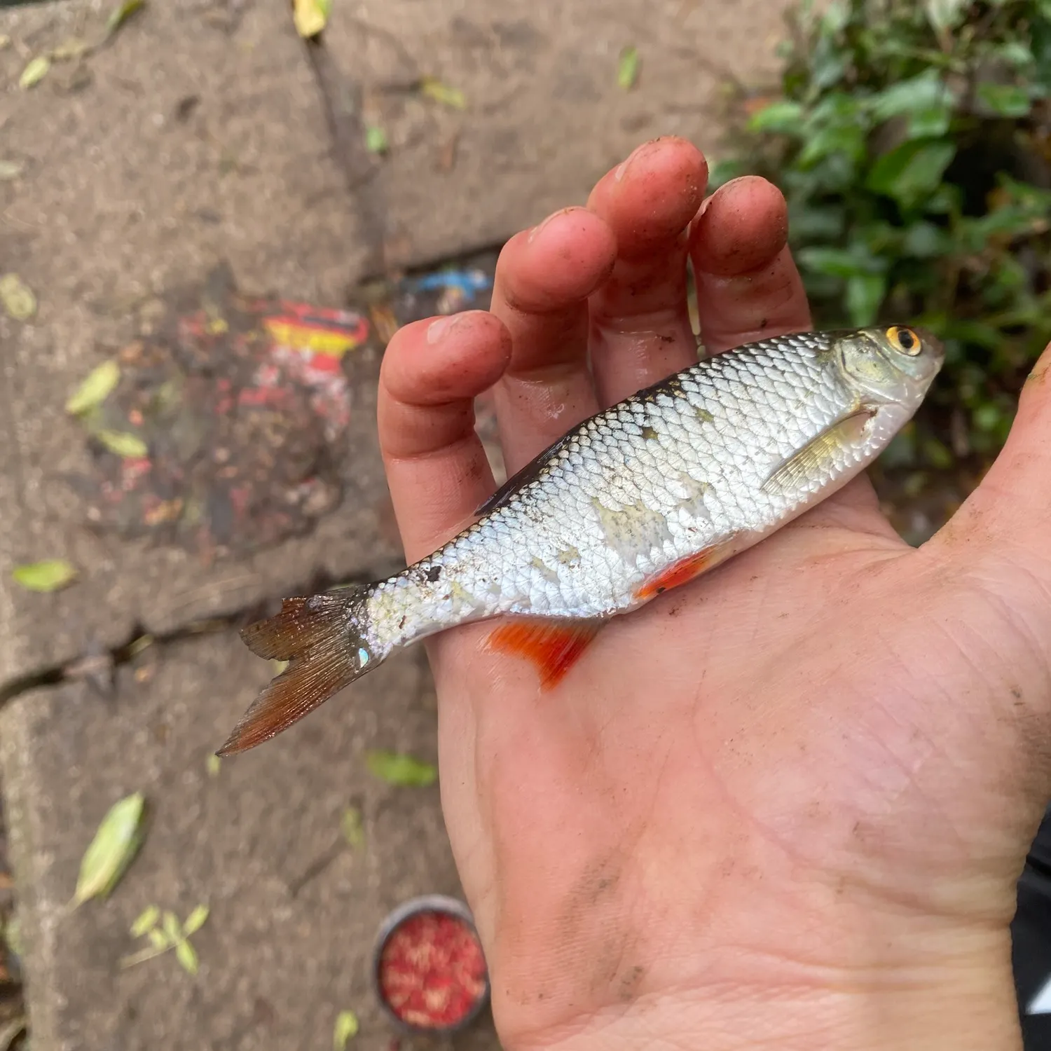 The most recent Common roach catches on Fishbrain